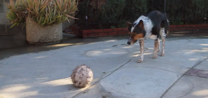 dog